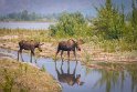 086 Palmer, Knik Glacier, elanden